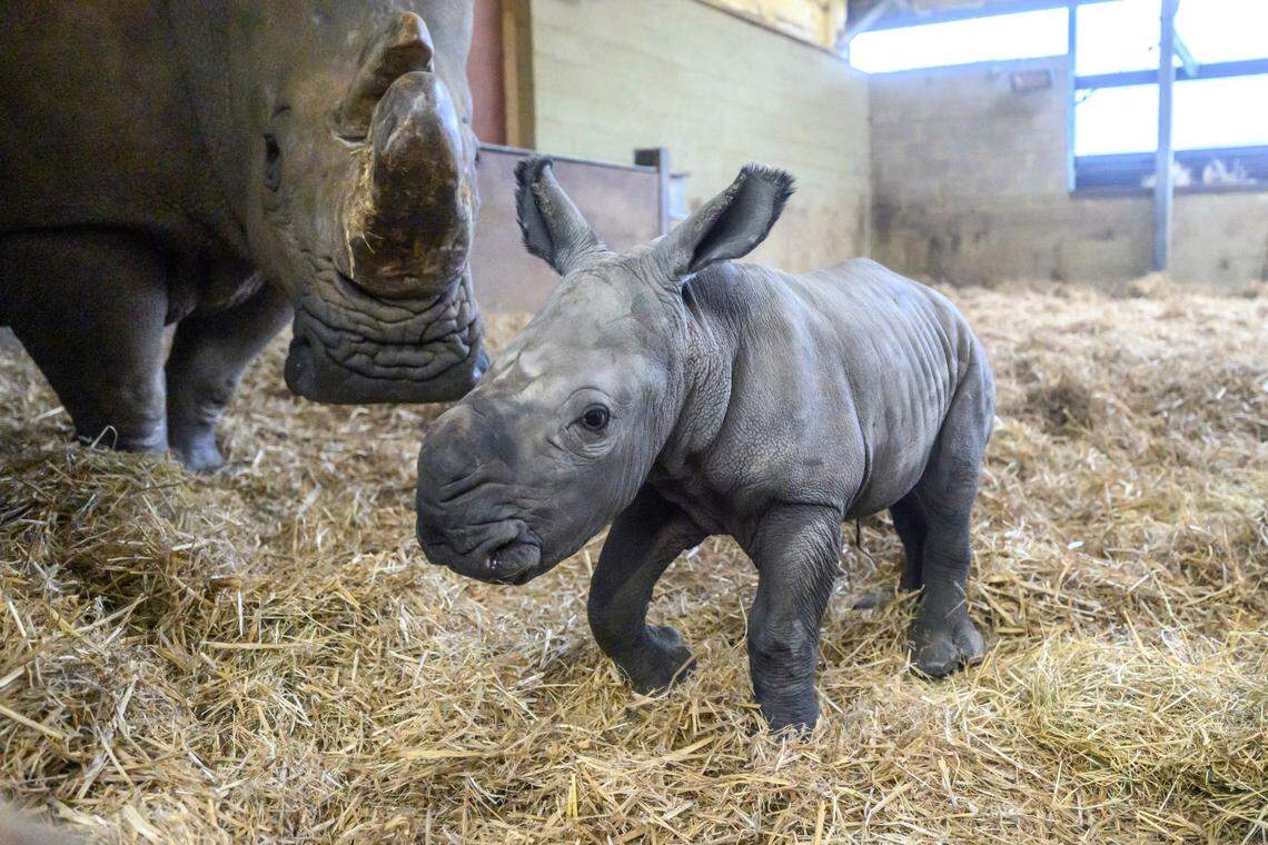 A white rhino calf born in the U.K. weighed nearly 100 pounds, the zoo said.