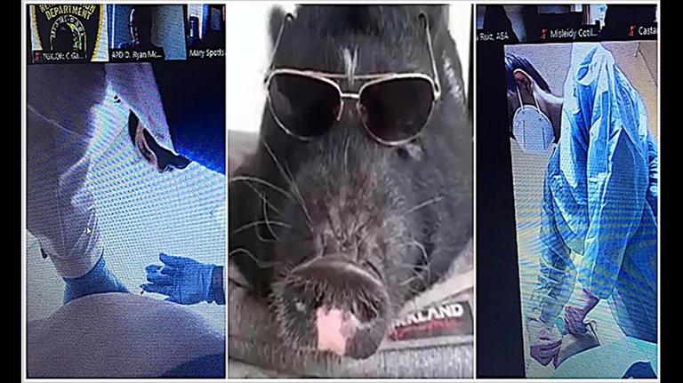 Butt injections, eyebrow shaving, and a goat. Weird things happen in Miami Zoom court.