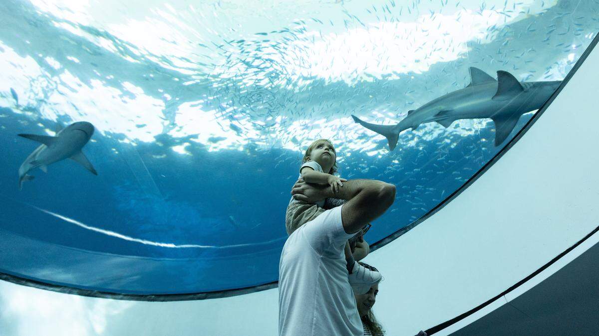 Raad Beirouti, 34, holds his son, Luka, 1, on his shoulders while they watch sharks swim by in an aquarium at Frost Science on July 30, 2023, in Miami.