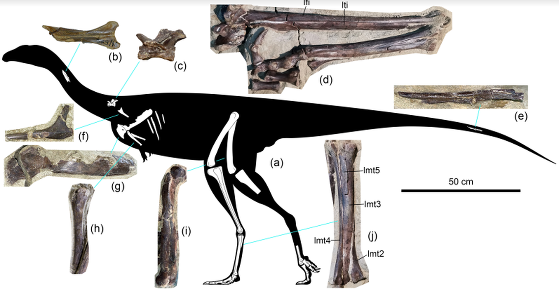 The long-legged dinosaur was about 8 feet long, but was not fully grown, researchers said.