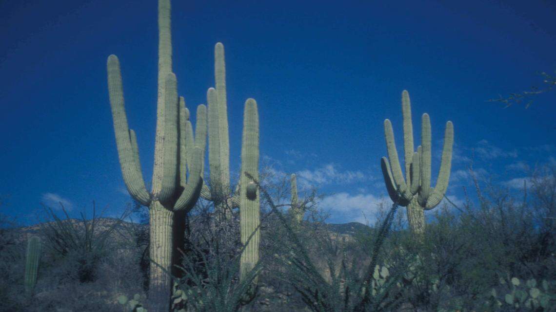 Arizona is home to multiple species of rattlesnake, including western diamondbacks, according to the Arizona-Sonora Desert Museum.
