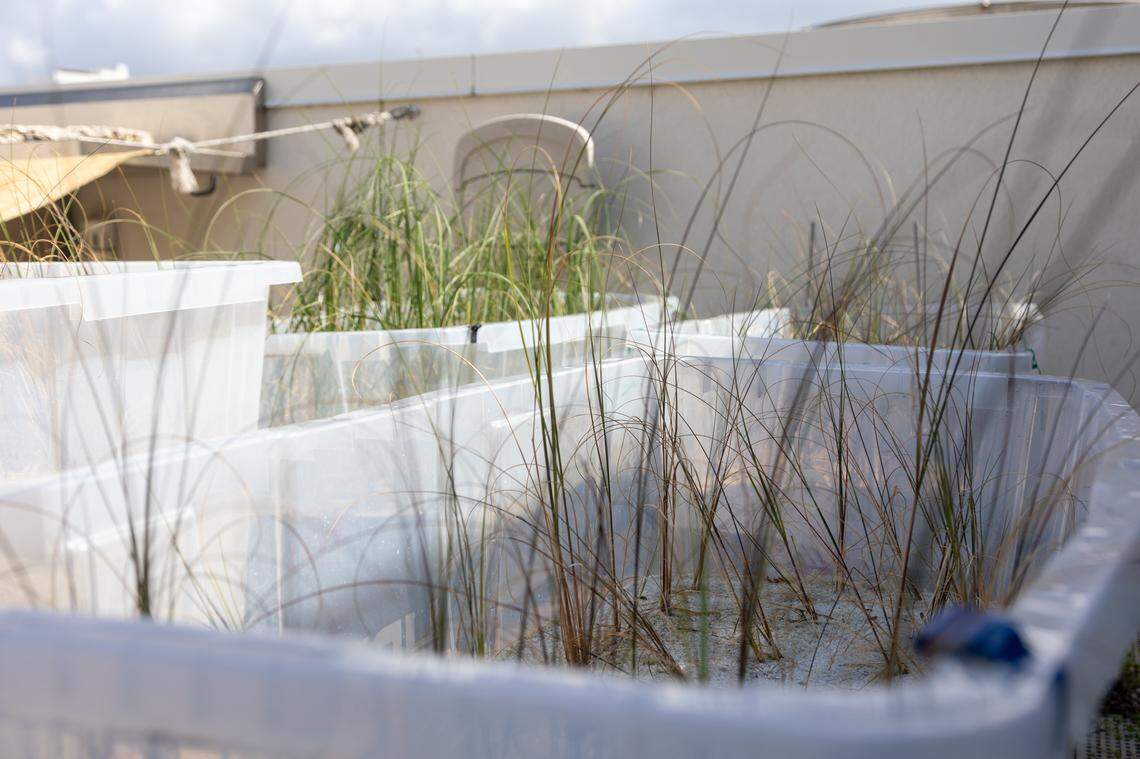 A South Florida pilot found recycled glass sand grew sea oats as well as natural beach sand, suggesting a possible new tool for coastal restoration and erosion defense.