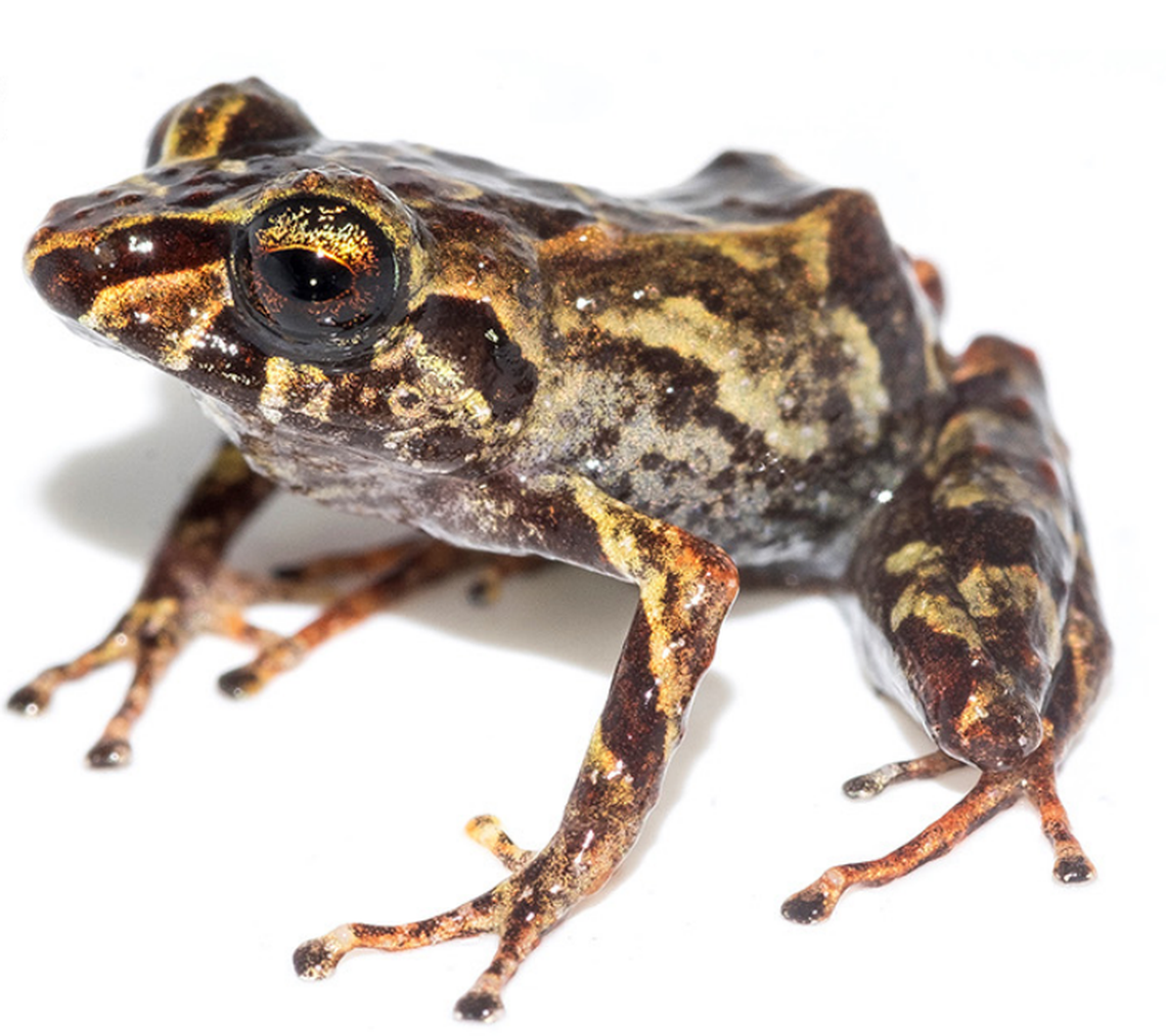 A Pristimantis clarae frog seen up close.