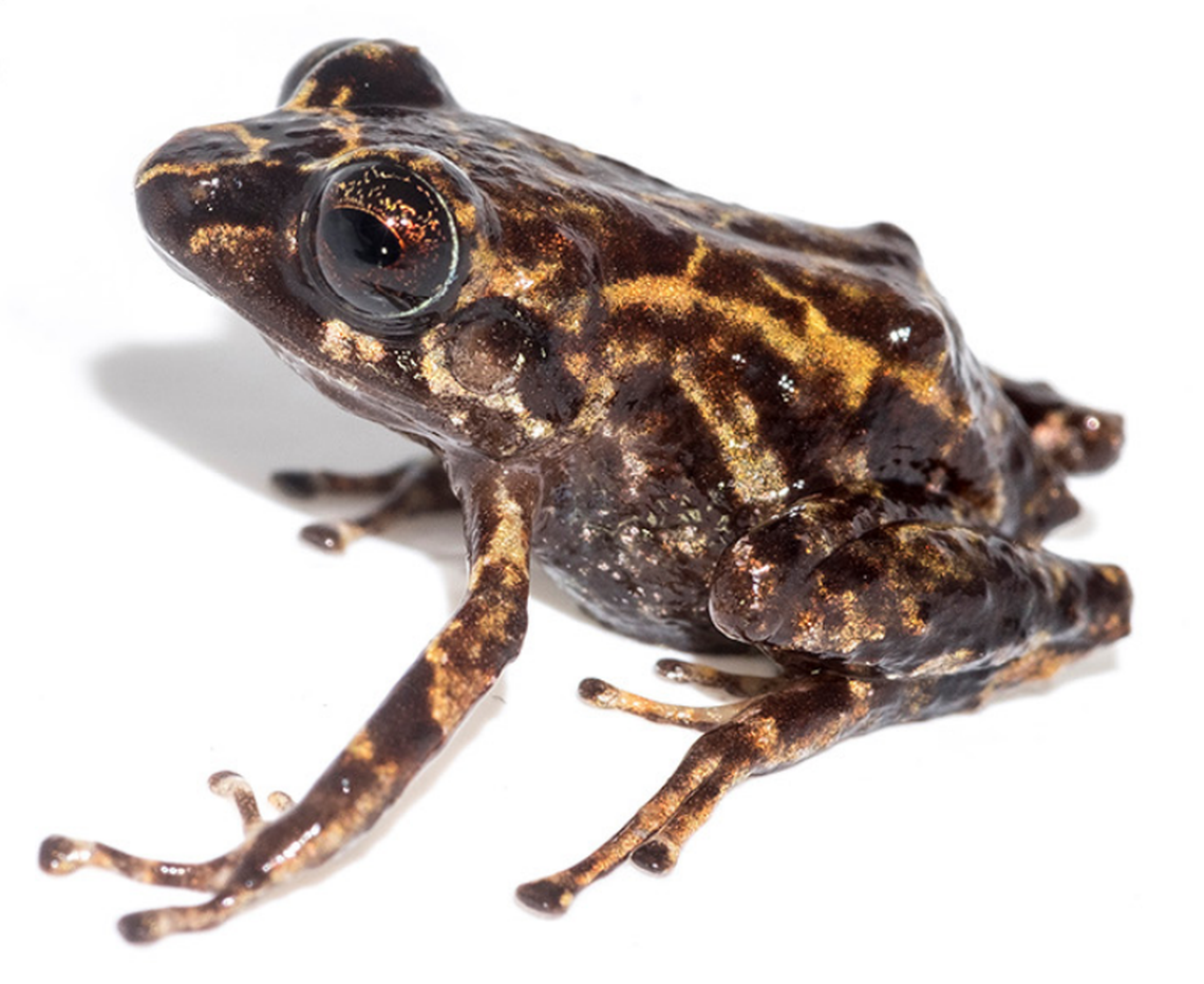 A Pristimantis clarae frog with “dark brown” coloring.