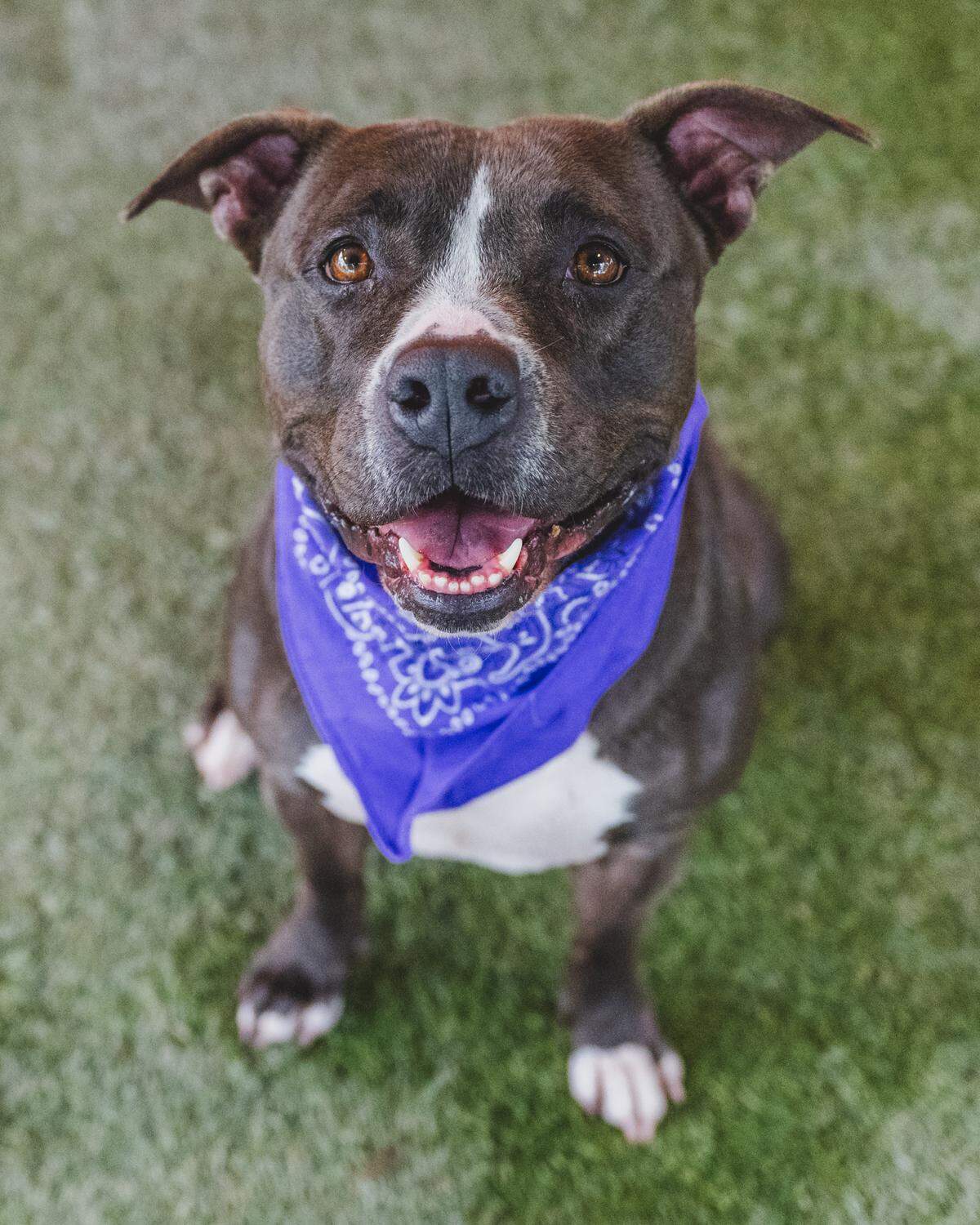 Introducing Aldena #A2333825, the adorable 4-year-old American bulldog mix who’s been patiently waiting for her forever family since February. With her friendly nature and boundless energy, she’s the perfect companion for playtime and adventures. Come visit our shelter and give Aldena the forever home she deserves!