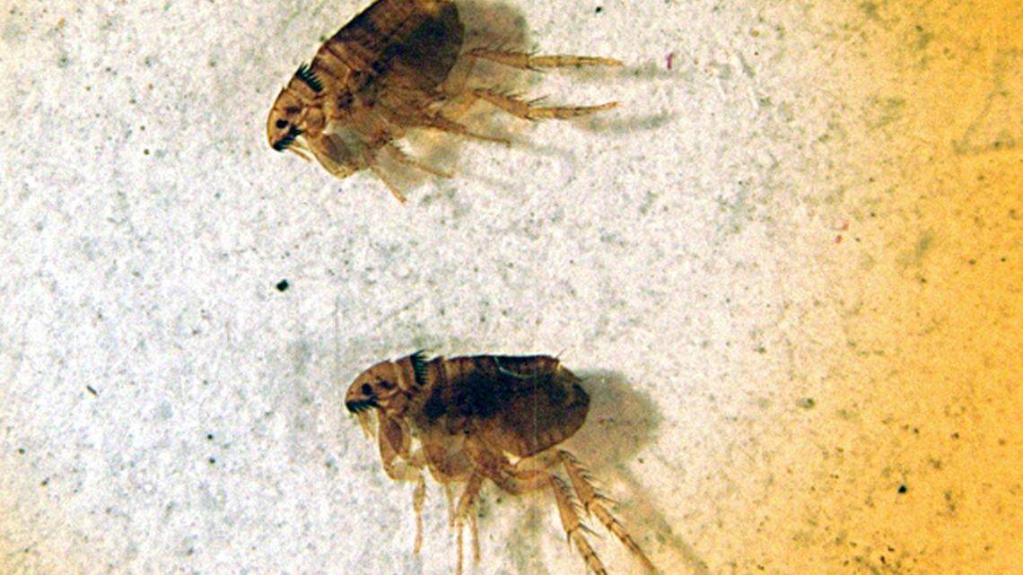 This undated photo provided by the Natural History Museum of Los Angeles County shows a microscopic view of fleas. The popular push for locally-produced food has spawned flocks of backyard chickens in urban neighborhoods nationwide, but as these chickens grow in popularity, pests hitch rides on them and end up biting the family dogs and cats. (AP Photo/Natural History Museum of Los Angeles County)