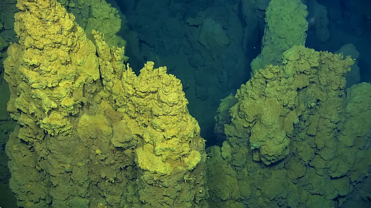 The Ocean Exploration Trust observed the anemone feeding while a remotely operated camera was exploring the caldera rim of the Vailuluʻu Seamount in the South Pacific.