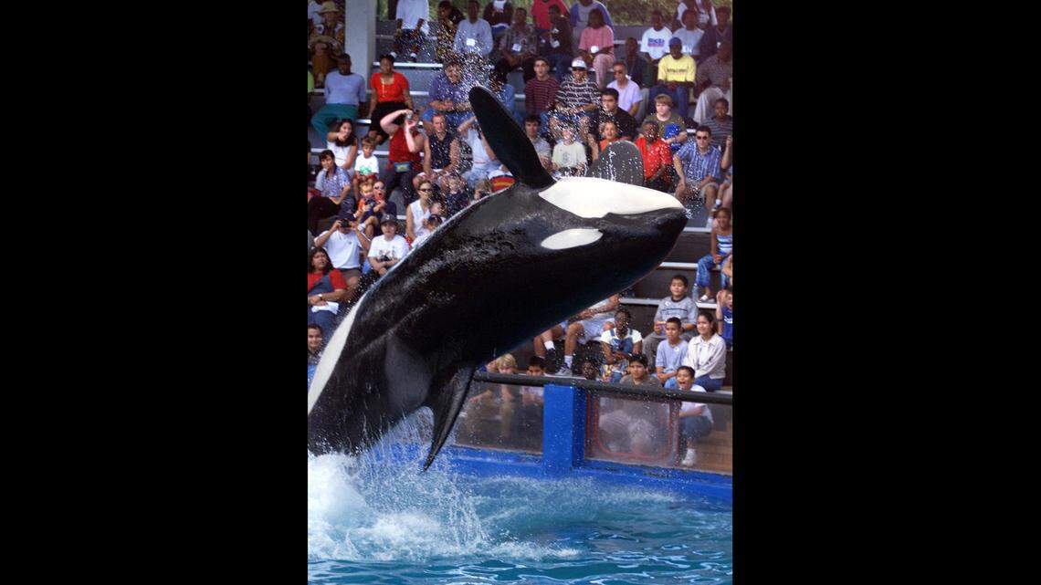 Lolita performs at the Miami Seaquarium in 2000. The orca whale died on Aug. 18 of kidney failure.