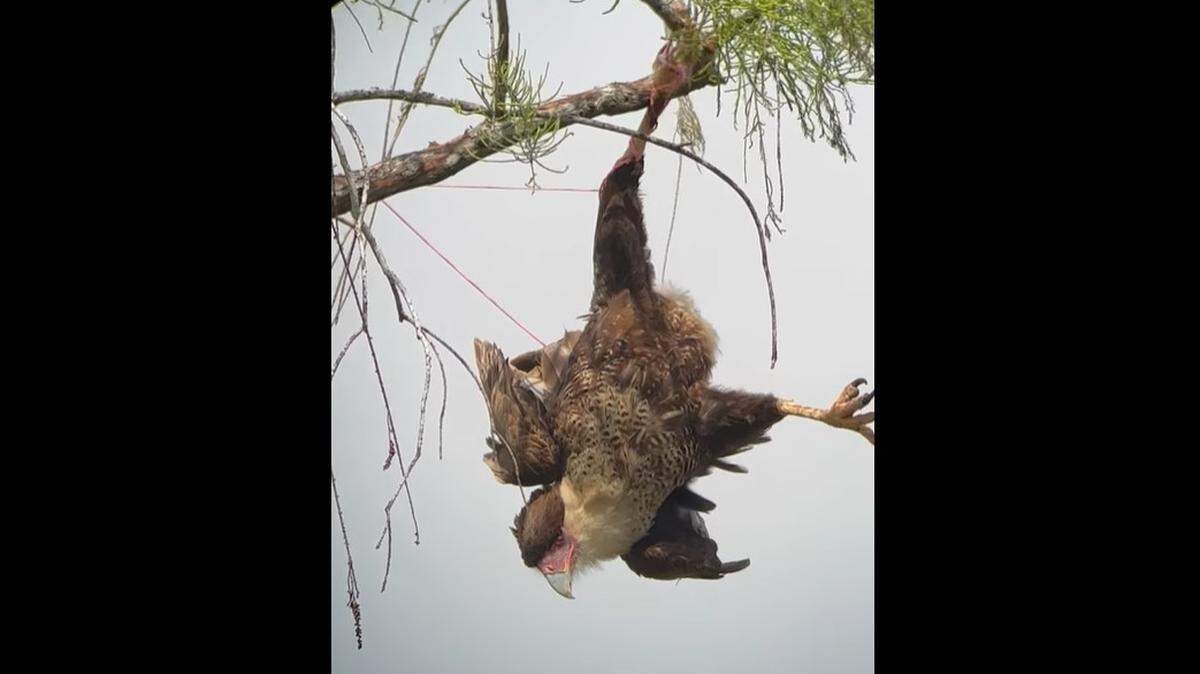 Crested caracara stuck in a tree in East Naples, Florida