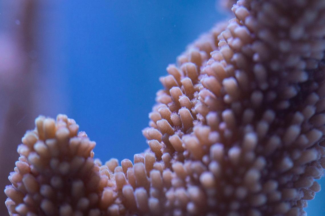 A coral fragment seen inside a lab at the Rosenstiel School of Marine, Atmospheric, and Earth Science on Tuesday, Aug. 1, 2023 in Miami, Fla.