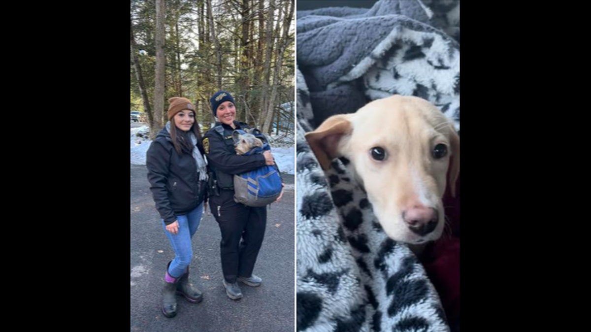 A plane crashed in a remote area of New York, killing a pilot and a rescue dog, authorities said. Two other dogs on the plane survived with injuries.