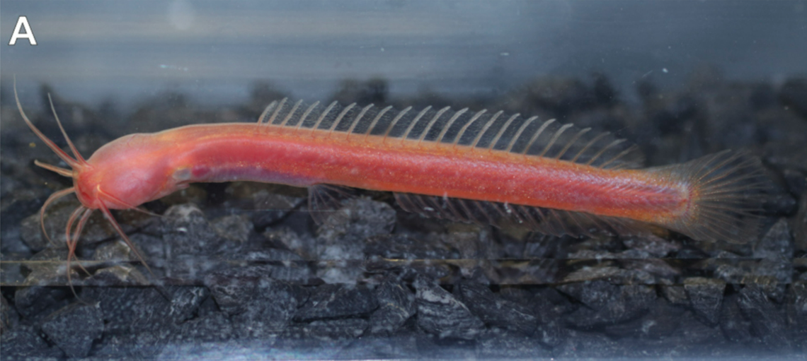 A living Horaglanis populi specimen.