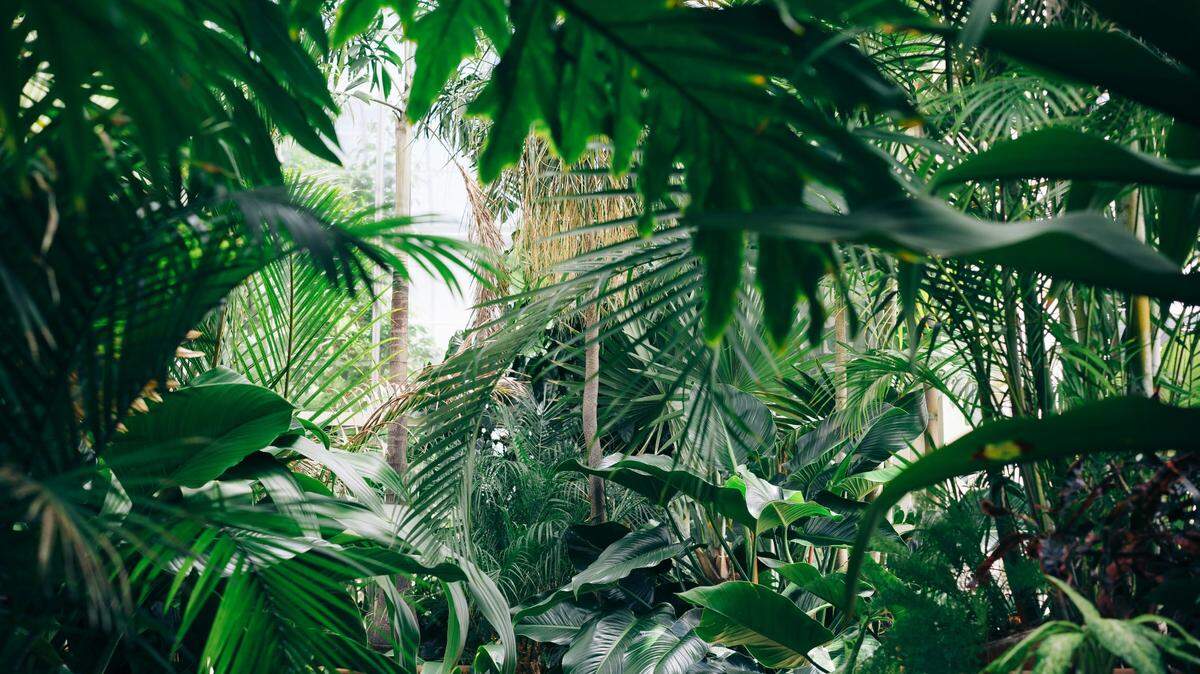 The huge rats were photographed in a forest on the Solomon Islands, researchers said.