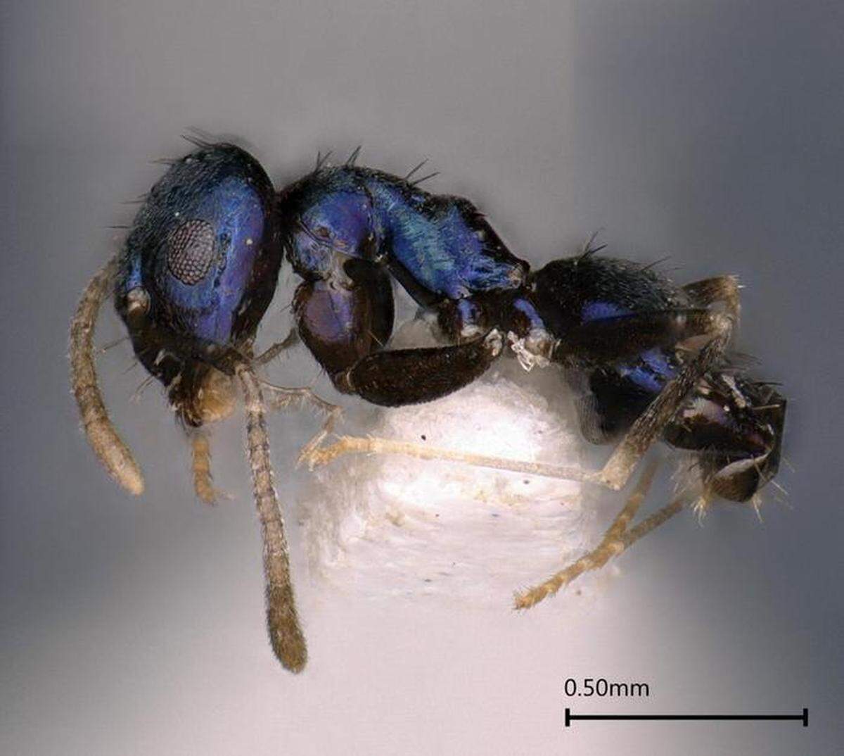 The new species is a “metallic” blue color and just 2 millimeters long, researchers said.