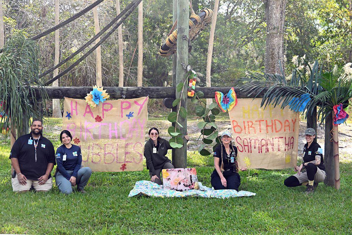 Zoo Miami staff and volunteers decorated the enclosure of Bubbles and Samantha for their 63rd and 57th birthdays on February 5, 2026
