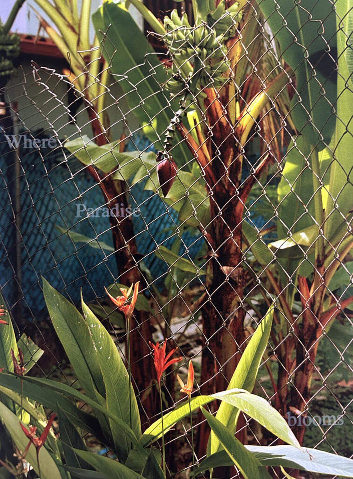 Amanda Bradley, detail view of “Where Paradise blooms I,” 2020-2024. archival fine art print with letterpress.