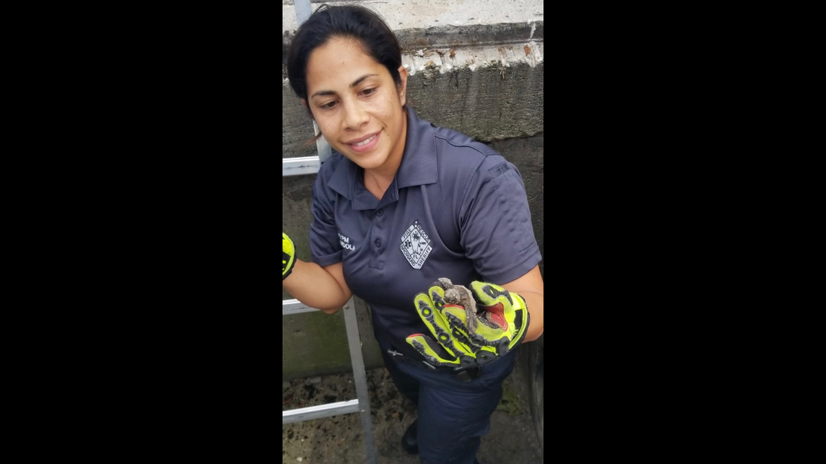 A Broward Sheriff Fire Rescue crew member holds one of the baby sea turtles she and her team rescued from a storm drain in Deerfield Beach on Saturday night.