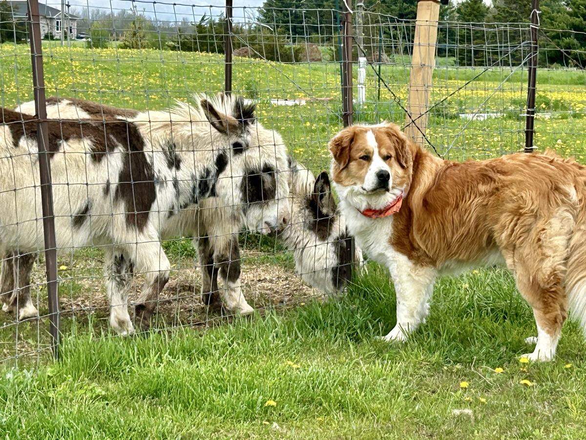 Kim Sebrango’s miniature donkeys, Carlos and Sancho, with one of Florida Panthers defenseman Donovan Sebrango’s dogs, Yogi.