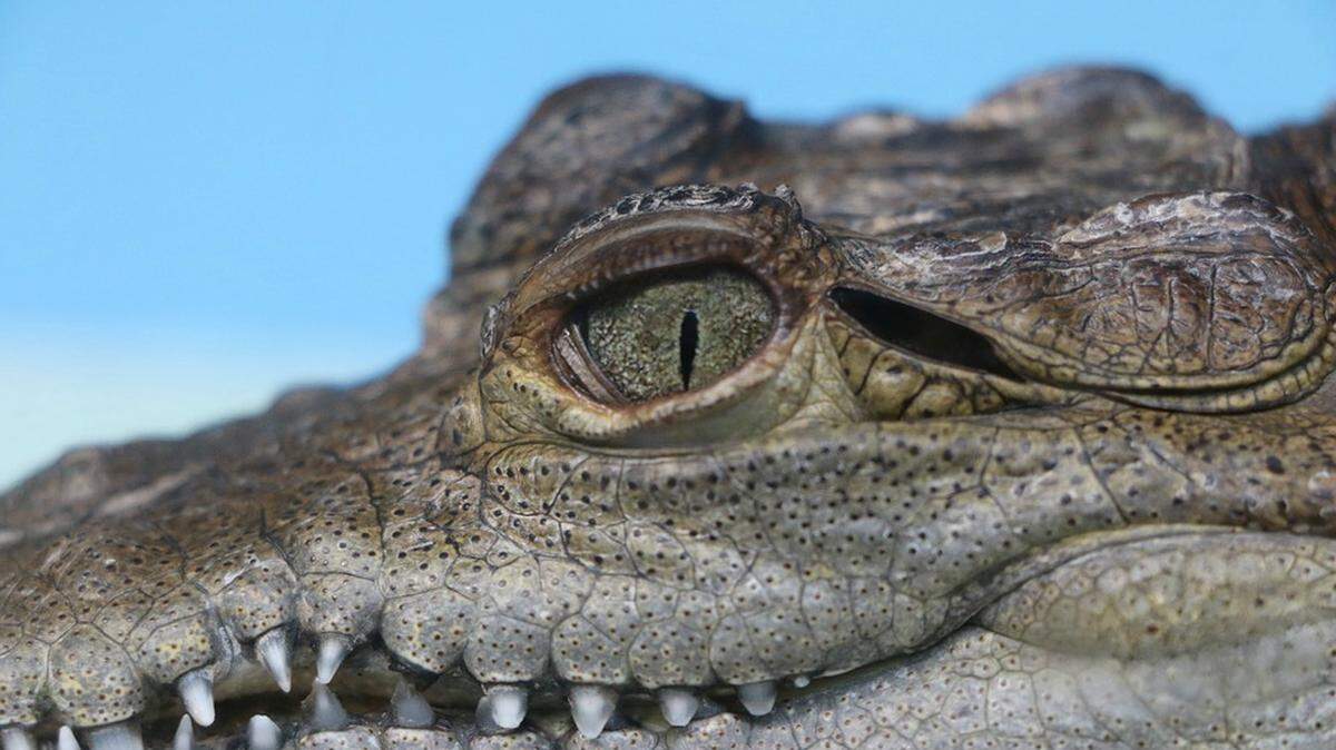 Alligator