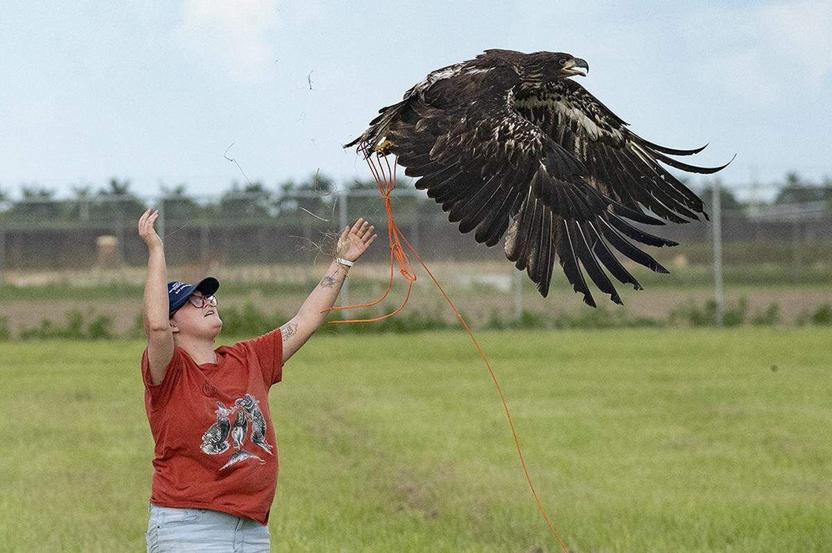 Wildlife Rescue of Dade County team members teach an injured and rehabilitated eaglet how to fly again.