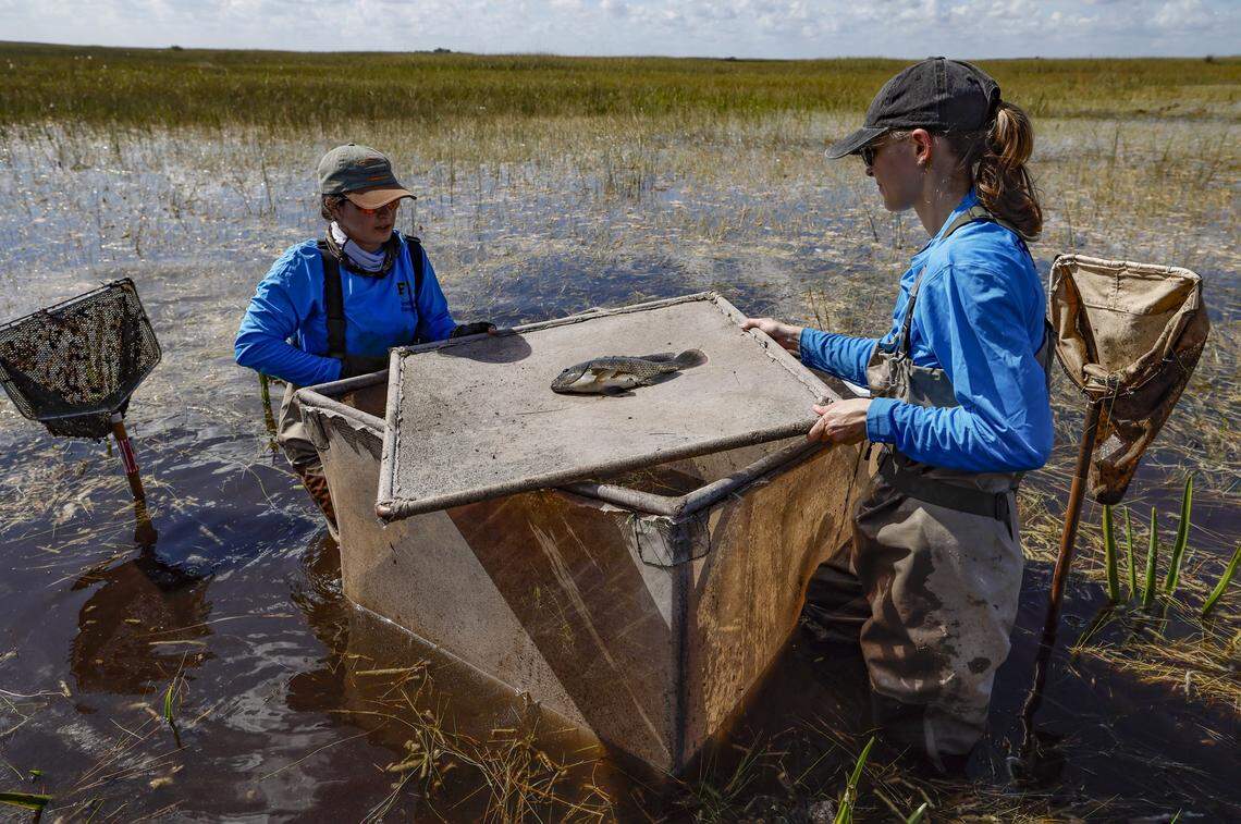 A Florida International University researcher handles a Talapia fish, an invasive species captured during a throw trap sampling in Everglades, Florida on Friday, November 7, 2025.
