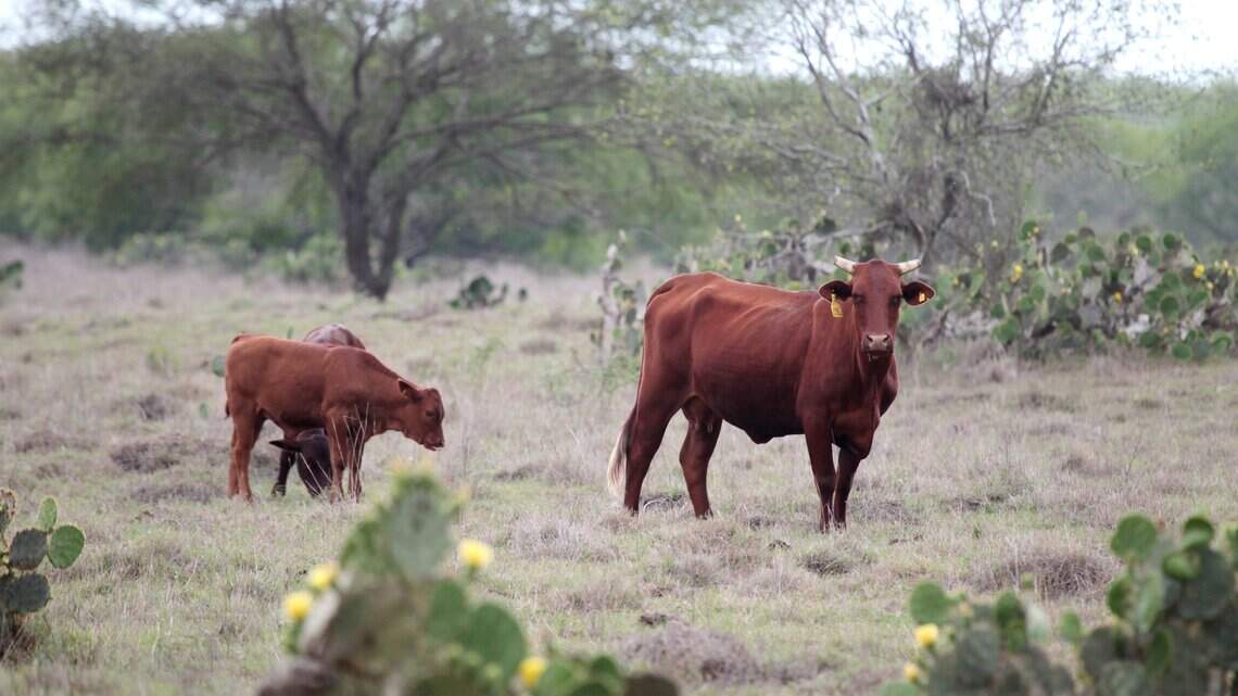 These people didn’t have cows but were arrested after claiming ‘grazing losses’