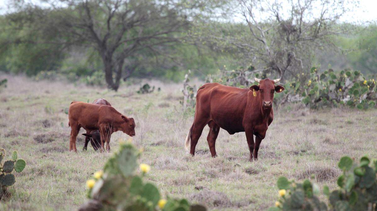 King Ranch
