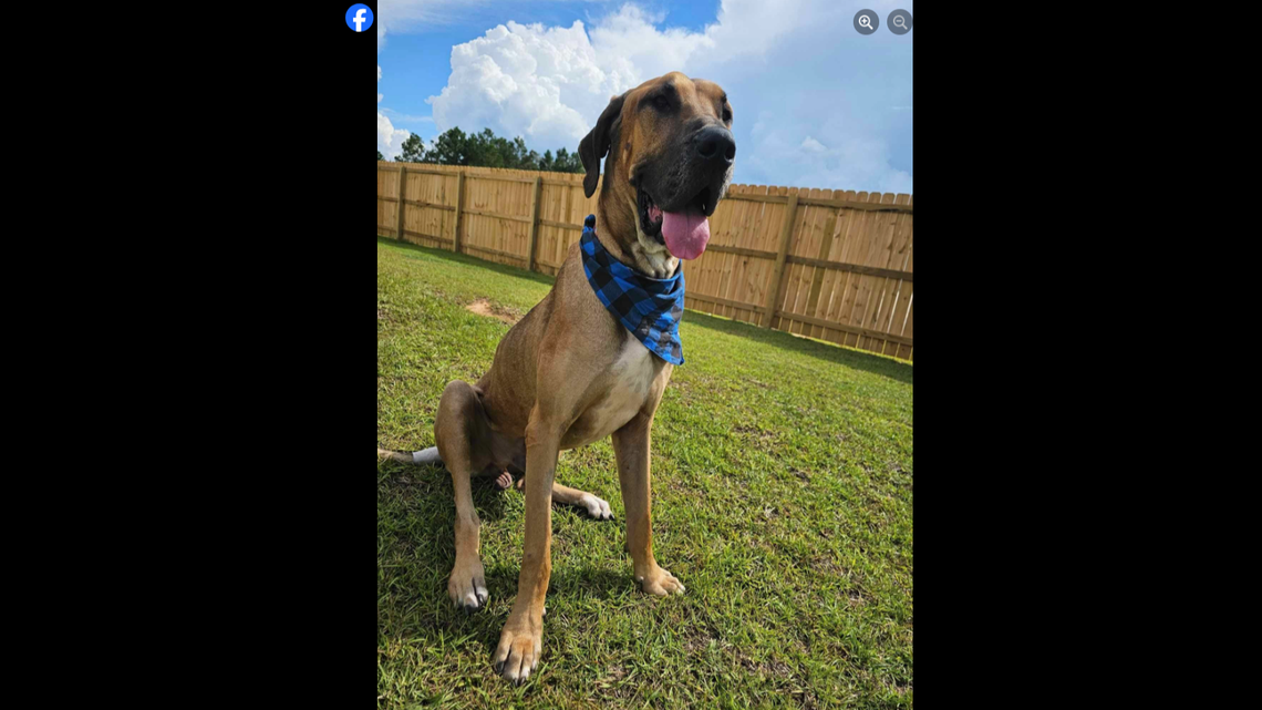 Brighton, a 4-year-old Great Dane, is searching for his forever home after being rescued from “severe neglect,” a Florida rescue said.