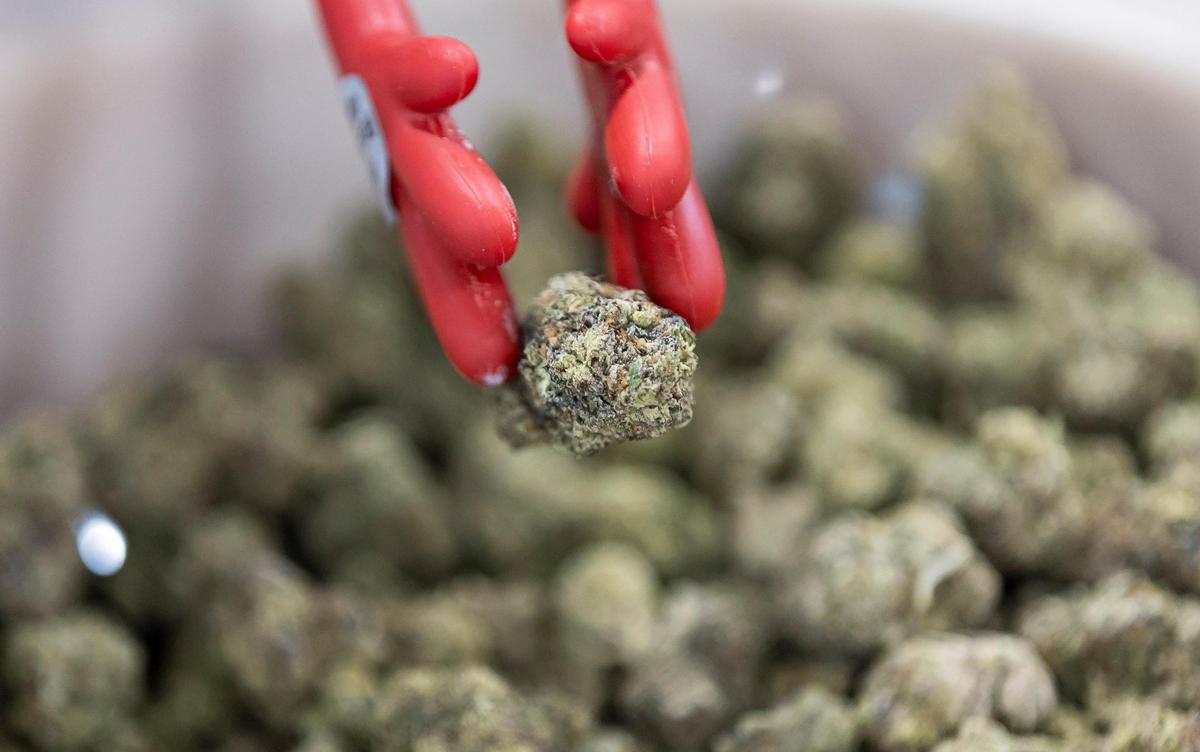 Havana Hemp flower is on display during the CHAMPS Trade Show at the Broward County Convention Center on Thursday, Oct. 17, 2024, in Fort Lauderdale, Fla.