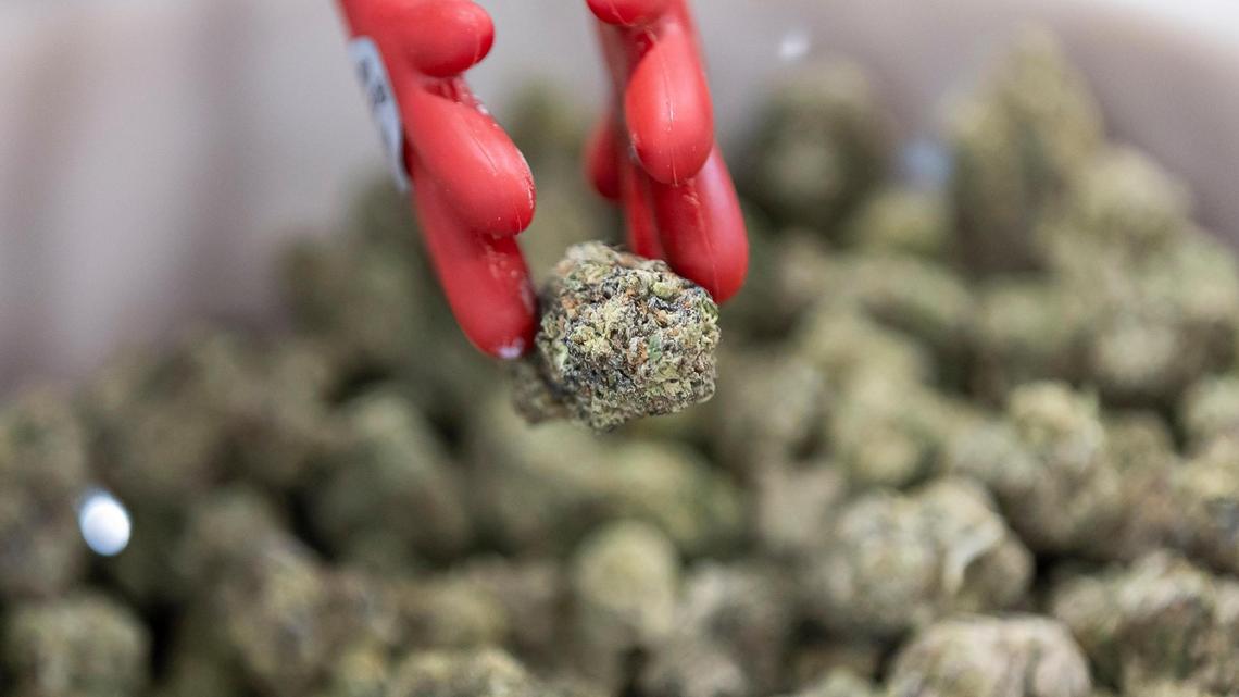 THCa created by Havana Hemp is on display during the CHAMPS Trade Show at the Broward County Convention Center on Thursday, Oct. 17, 2024, in Fort Lauderdale, Fla.