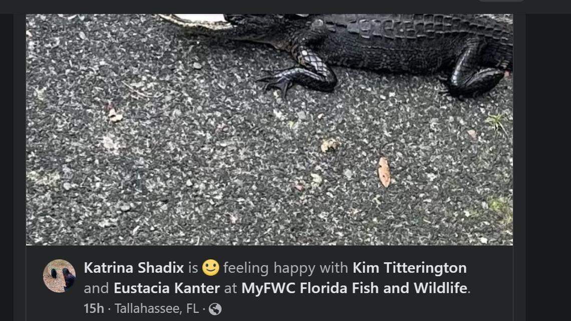 An alligator with the top half of its jaw missing was rescued in Florida after someone spotted it at a park/Katrina Shadix Facebook