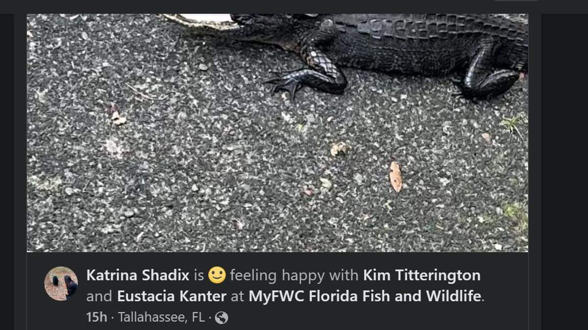 Un caimán al que le faltaba la mitad superior de la mandíbula fue rescatado en la Florida después de que alguien lo viera en un parque/Katrina Shadix Facebook