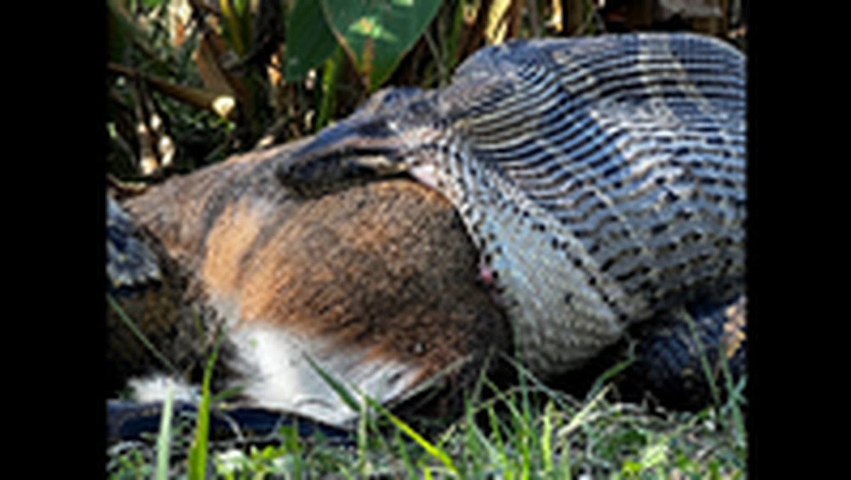 This female python was found with a deer in its jaws as a team from the Conservancy of Southwest Florida walked private land between Naples and Big Cypress Preserve, officials said.