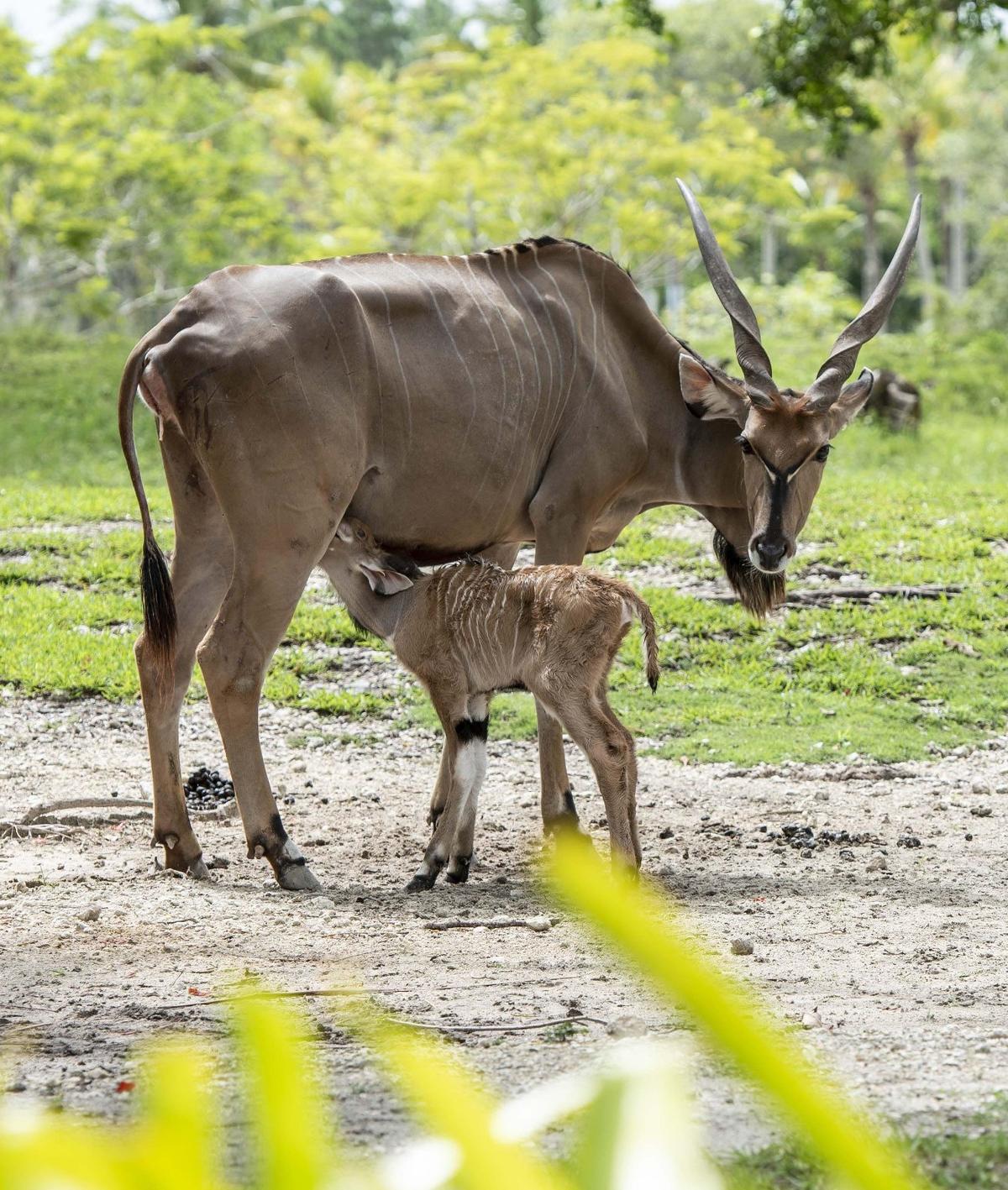 A baby giant eland was born at Zoo Miami on July 12, 2019. Mother and baby are seen here nursing just a couple of hours after the new calf was born.