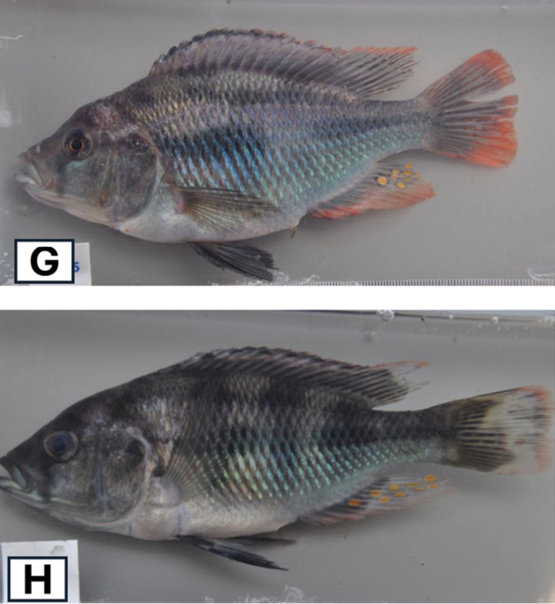 L. mawepili have a broken chessboard pattern that sets it apart from the other stone snail-crusher species, researchers said.