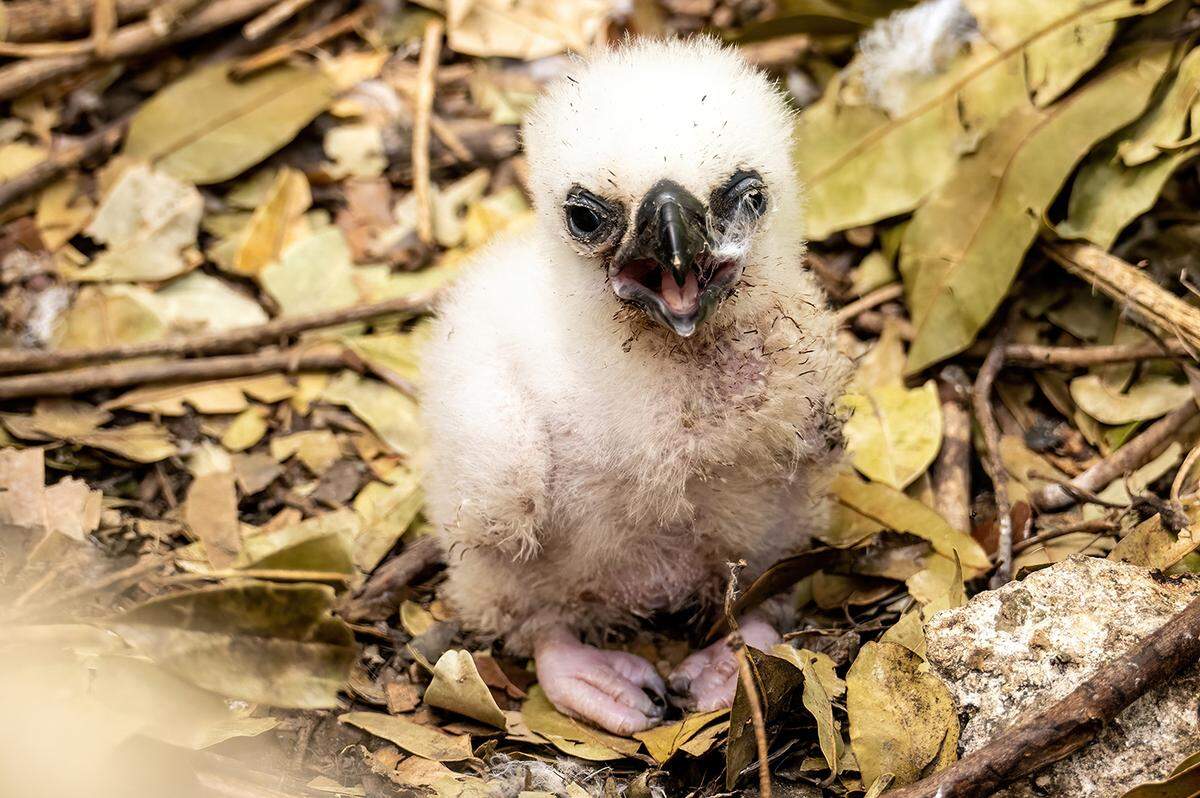 On April 23, a harpy eagle hatched and is being raised by its parents at the zoo’s Amazon and Beyond exhibit.