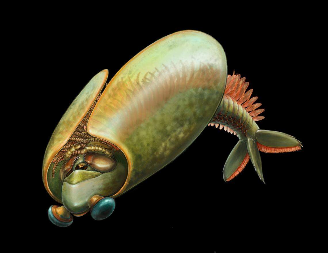 The animal was of “substantial size” for the Cambrian period, researchers said.