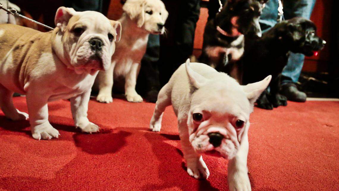 French bulldogs rank as the nation’s most popular dog breed for the first time, the American Kennel Club said.