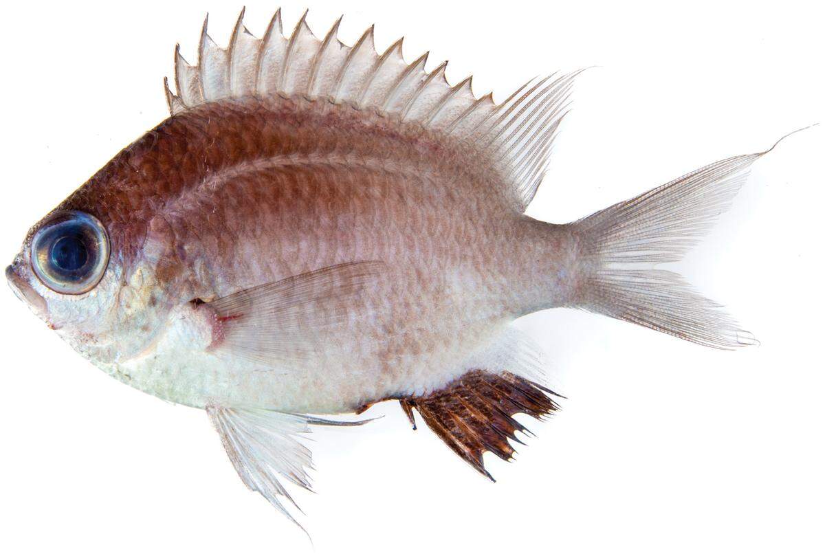 In preservation, the fish loses its blue color on the body, but it remains in their eyes, researchers said.