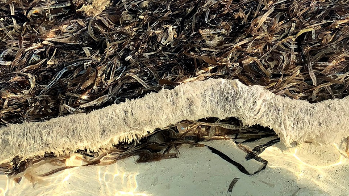 A disconcerting entity resembling a 5-foot-long snake made of jelly washed up in the Cayman Islands, 450 miles south of Florida.