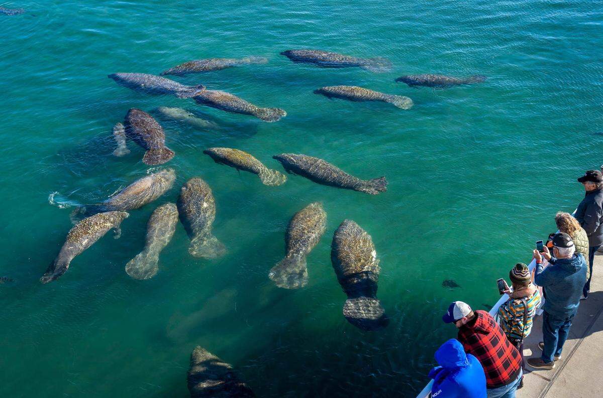 Manatee Lagoon in West Palm Beach attracts hundreds of manatees. File photo.