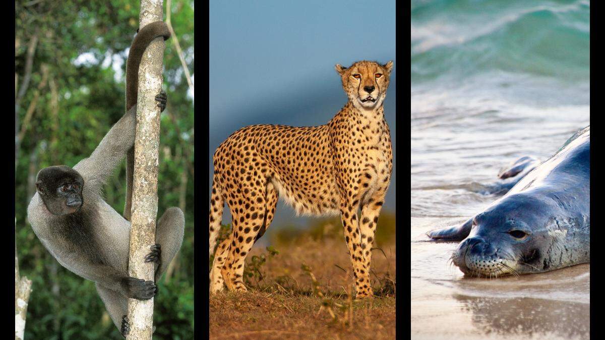 Colombia woolly monkeys, cheetahs and Hawaiian monk seals come from featured countries in the top 10 for wildlife travel.