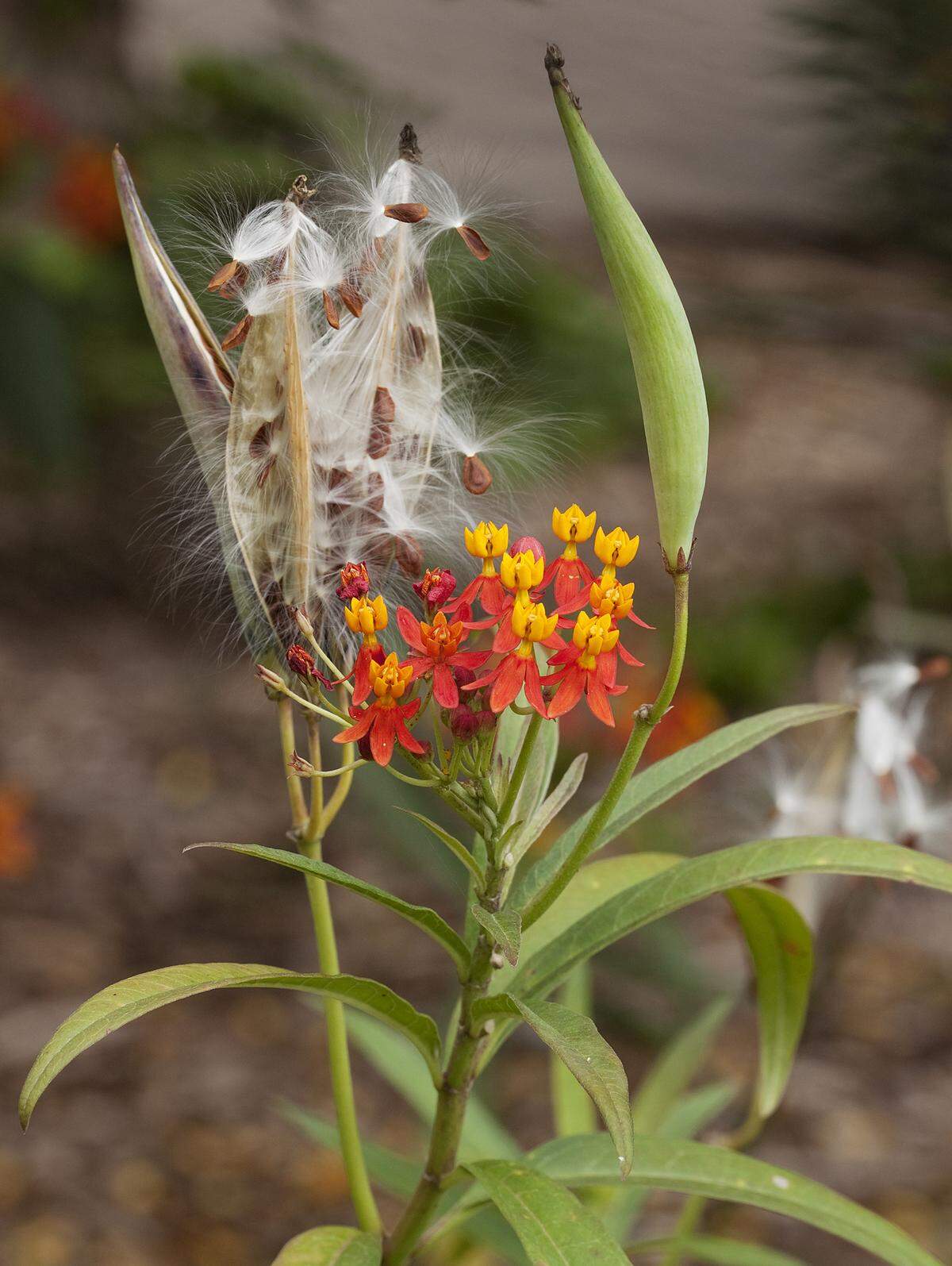 Tropical milkweed flowers, fruit, and seeds.