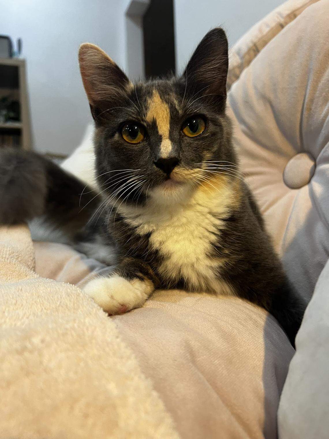 Autumn, aka Aki, placed third in the Miami Herald’s Cutest Cat Contest. Owner Kei Berlin said the Miami domestic longhair likes “exploring outside or playing with toys.”
