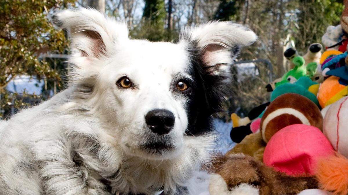Chaser the Border Collie