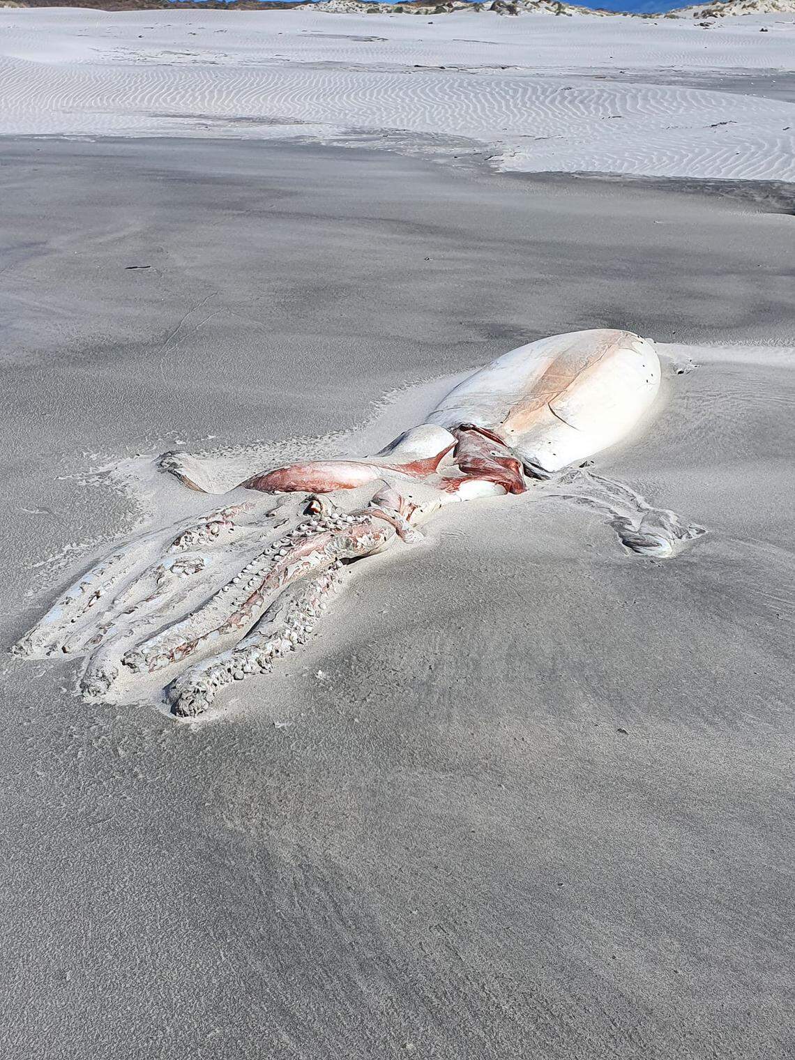 The giant squid washed ashore at Farewell Spit, New Zealand.