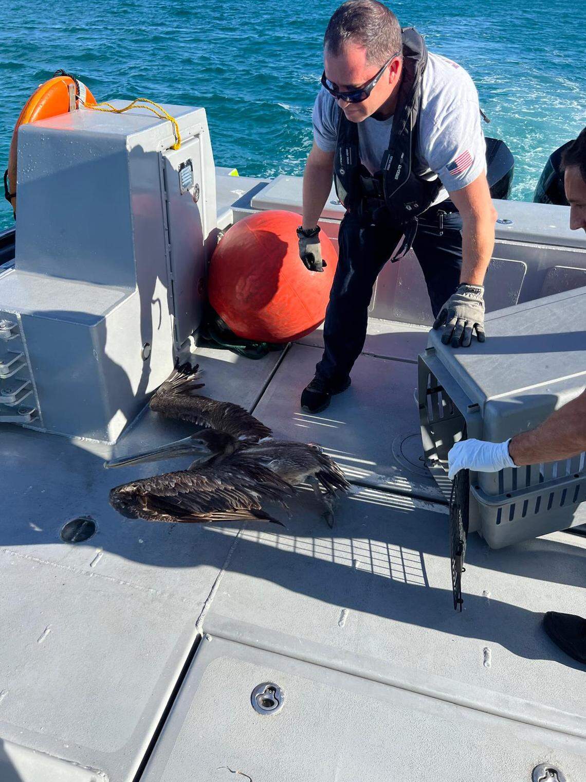 Miami-Dade Fire Rescue and the U.S. Coast Guard saved an entangled pelican near Haulover Inlet on Jan. 6, 2026.