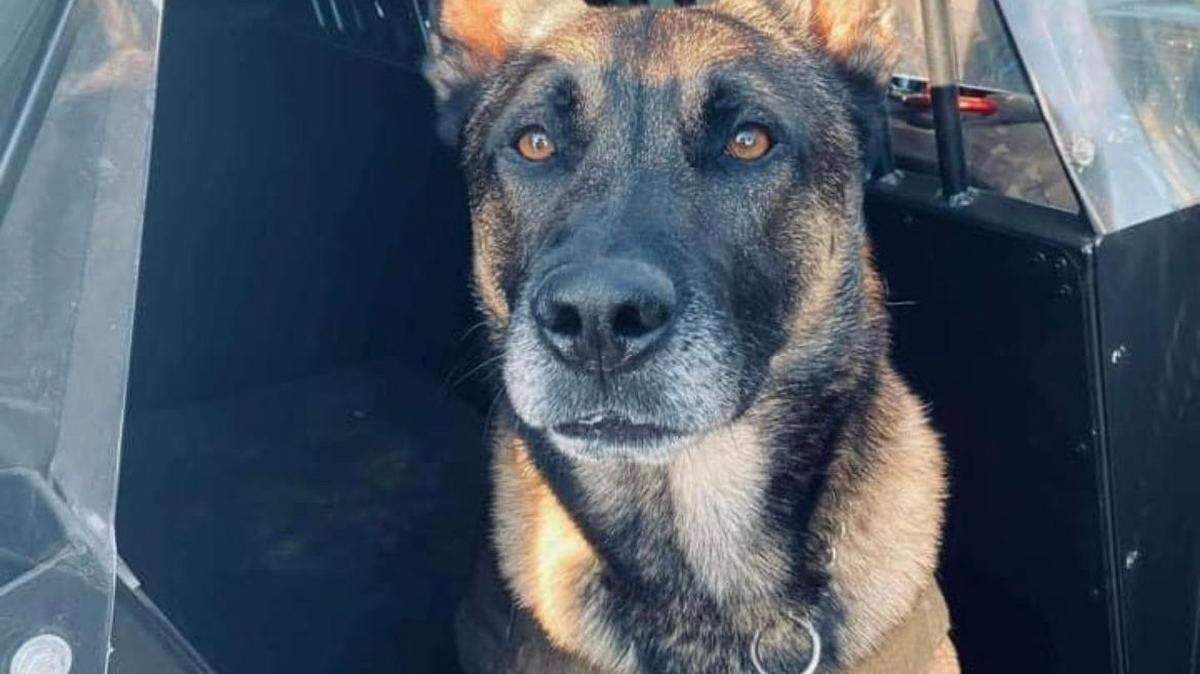 K9 Huk, pictured above, was shot three times during a shootout that left two dead near Jacksonville Zoo on Friday, July 22, 2022.