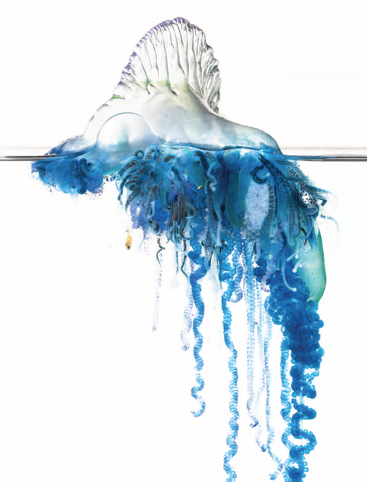 A P. megalista from New Zealand.