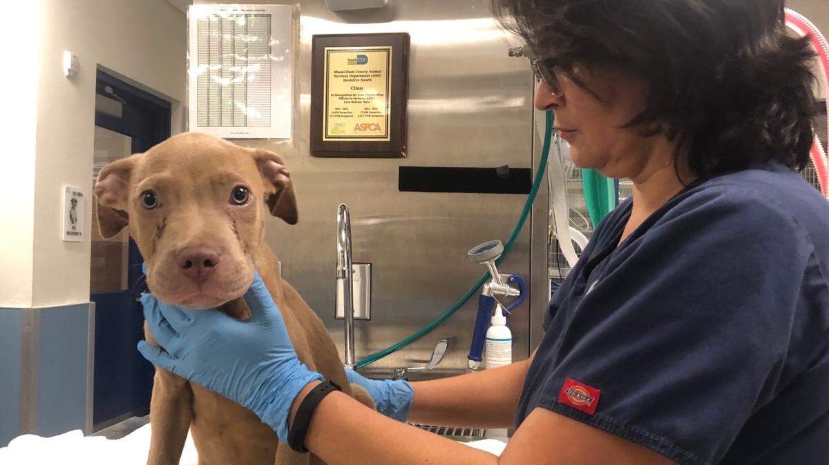 A puppy, which was one of more than 30 rescued from a Northwest Miami-Dade home April 30, 2019, was examined by Alejandra Duran, a veterinarian with Miami-Dade Animal Services.